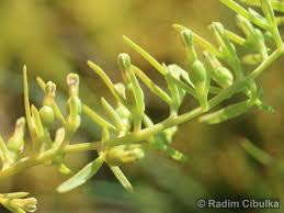 Attēlu rezultāti vaicājumam “Thesium alpinum”