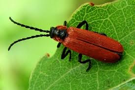 Attēlu rezultāti vaicājumam “Lygistopterus sanguineus larva”