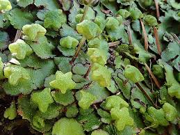 Attēlu rezultāti vaicājumam “Blepharostoma trichophyllum sporophyte”