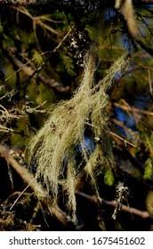 Attēlu rezultāti vaicājumam “Bryoria capillaris”