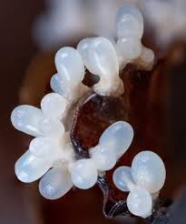 Attēlu rezultāti vaicājumam “Diachea leucopodia macro”