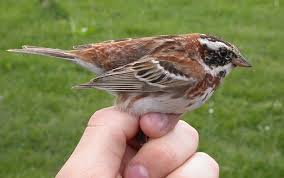 Image result for Emberiza rustica
