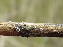 Attēlu rezultāti vaicājumam “Lachnella alboviolascens”