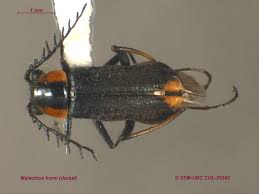 Attēlu rezultāti vaicājumam “Malachidae”