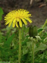 Attēlu rezultāti vaicājumam “Taraxacum suecicum”