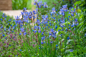 Attēlu rezultāti vaicājumam “Iris sibirica”