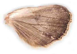 Attēlu rezultāti vaicājumam “Mamestra brassicae exuvia”