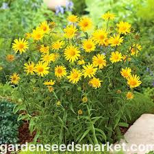 Image result for Buphthalmum salicifolium