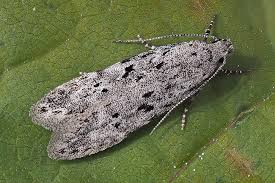 Attēlu rezultāti vaicājumam “Carpatolechia proximella”