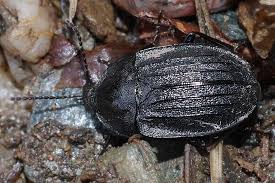 Attēlu rezultāti vaicājumam “Phosphuga atrata”