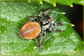 Attēlu rezultāti vaicājumam “Xanthogramma sp.”