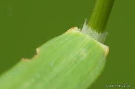 Attēlu rezultāti vaicājumam “Trisetum flavescens”