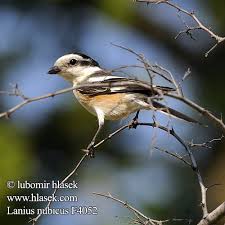 Image result for Lanius nubicus