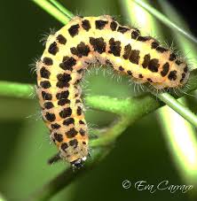 Attēlu rezultāti vaicājumam “Zygaena filipendulae exuvia”