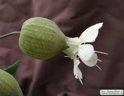 Attēlu rezultāti vaicājumam “Silene vulgaris bud”