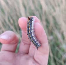 Attēlu rezultāti vaicājumam “Euthrix potatoria larva”