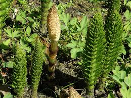 Attēlu rezultāti vaicājumam “Equisetum telmateia”