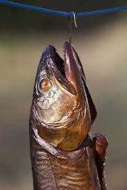 Image result for Salvelinus namaycush