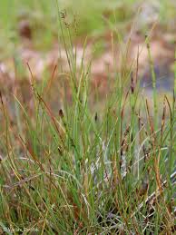 Attēlu rezultāti vaicājumam “Carex dioica”