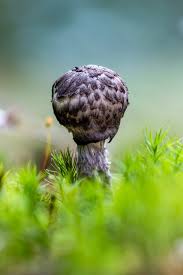 Attēlu rezultāti vaicājumam “Strobilomyces strobilaceus”