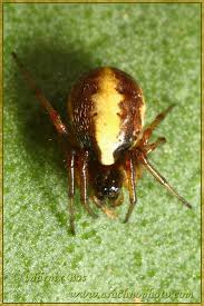 Attēlu rezultāti vaicājumam “Licea pygmaea”