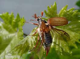 Attēlu rezultāti vaicājumam “Melolontha melolontha”