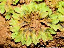 Attēlu rezultāti vaicājumam “Riccia sorocarpa”