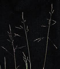 Attēlu rezultāti vaicājumam “Puccinellia distans”