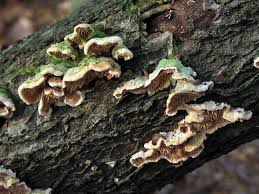 Attēlu rezultāti vaicājumam “Steccherinum bourdotii”