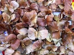 Image result for Adlumia cirrhosa