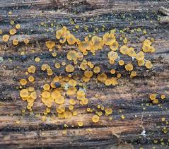 Attēlu rezultāti vaicājumam “Orbilia sp.”