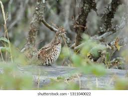 Attēlu rezultāti vaicājumam “Tetrastes bonasia female”