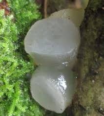 Attēlu rezultāti vaicājumam “Neobulgaria pura”