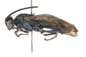 Attēlu rezultāti vaicājumam “Argidae larva”