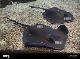 Image result for Hypanus americanus