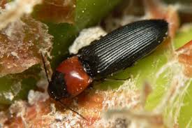 Attēlu rezultāti vaicājumam “Cardiophorus ruficollis”