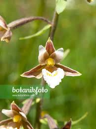 Attēlu rezultāti vaicājumam “Epipactis palustris”