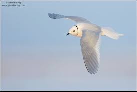 Image result for Rhodostethia rosea