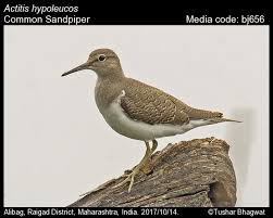 Attēlu rezultāti vaicājumam “Actitis hypoleucos”