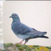 Attēlu rezultāti vaicājumam “Columba livia f. domestica”