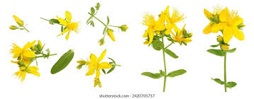 Attēlu rezultāti vaicājumam “Hypericum perforatum flower”