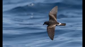 Image result for Oceanodroma castro