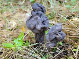 Attēlu rezultāti vaicājumam “Helvella lacunosa”