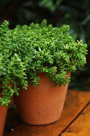 Attēlu rezultāti vaicājumam “Sedum album bud”