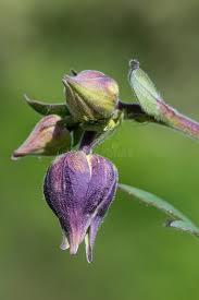 Attēlu rezultāti vaicājumam “Aquilegia vulgaris bud”