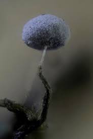 Attēlu rezultāti vaicājumam “Physarum pseudoalexandrowiczii”