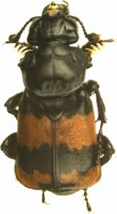 Attēlu rezultāti vaicājumam “Nicrophorus vespillo”