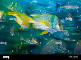 Image result for Haemulon carbonarium