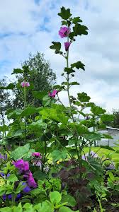 Image result for Malva sylvestris 'Zebrina'