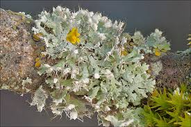 Attēlu rezultāti vaicājumam “Physcia adscendens”